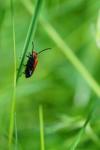 Pyrochroa serraticornis