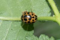 Harmonia axyridis