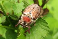 Melolontha hippocastani