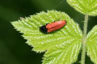 Ampedus sanguineus