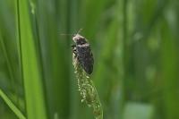 Agrypnus murinus