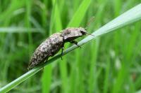 Agrypnus murinus