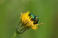 Cryptocephalus