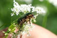 Cetonia aurata