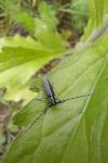 Agapanthia cardui