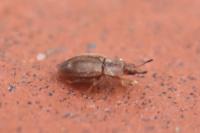Epuraea