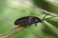 Cidnopus pilosus