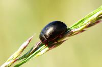 Chrysolina bankii
