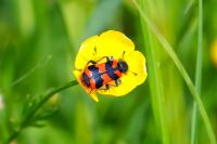 Trichodes alvearius