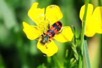 Trichodes alvearius