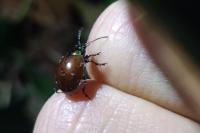 Chrysolina polita