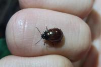 Chrysolina polita