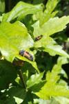 Harmonia axyridis