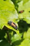 Harmonia axyridis