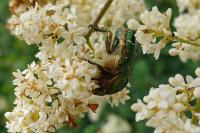 Cetonia aurata