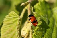 Clytra laeviuscula