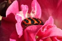 Trichodes alvearius