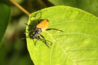 Stictoleptura fulva