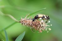 Rutpela maculata
