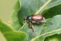 Phyllopertha horticola
