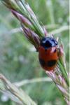 Clytra laeviuscula