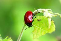 Chrysomela populi