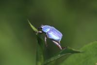 Hoplia coerulea