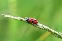 Clytra laeviuscula