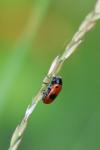 Clytra laeviuscula
