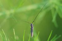 Calamobius filum