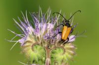Stictoleptura fulva