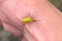 Cteniopus sulphureus