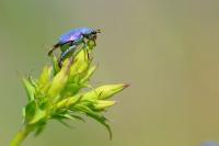 Hoplia coerulea