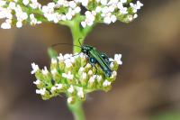 Oedemera nobilis