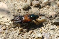 Phyllopertha horticola