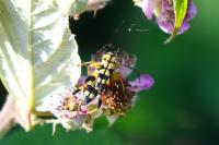 Rutpela maculata
