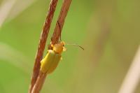 Cteniopus sulphureus