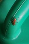 Rhagonycha fulva