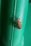 Rhagonycha fulva