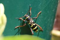 Clytus arietis