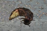 Lampyris noctiluca