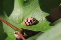 Oenopia conglobata