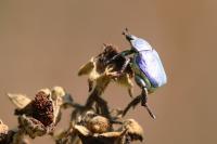 Hoplia coerulea