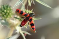 Trichodes alvearius