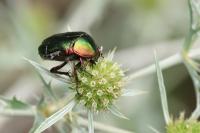 Cetonia aurata
