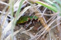 Cicindela campestris
