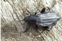 Necrodes littoralis