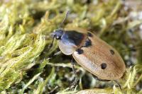 Dendroxena quadrimaculata