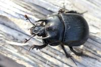 Typhaeus typhoeus