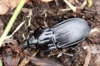 Abax parallelepipedus